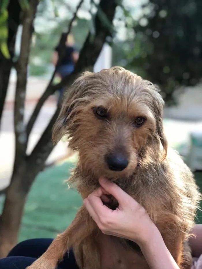 Cachorro ra a Srd idade  nome Flora