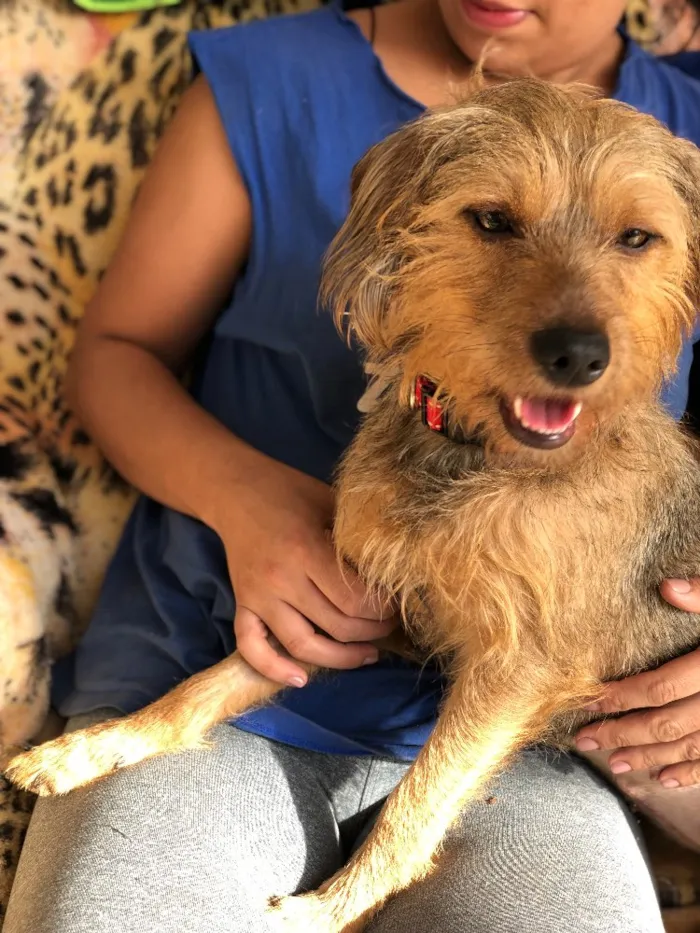 Cachorro ra a Srd idade  nome Flora