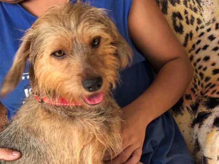 Cachorro ra a Srd idade  nome Flora