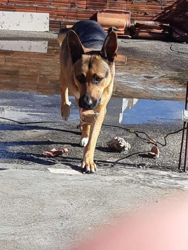 Cachorro ra a Pastor Alemão  idade 2 anos nome SADAM