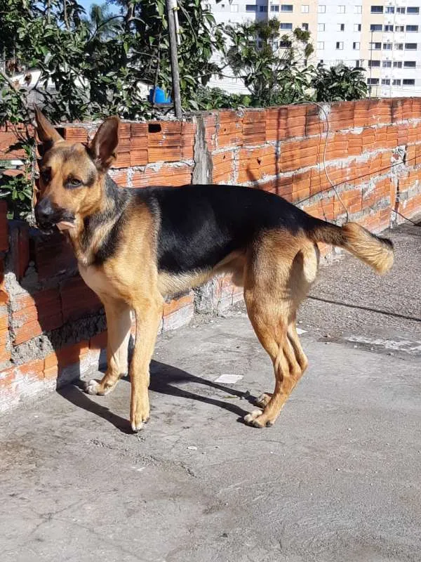 Cachorro ra a Pastor Alemão  idade 2 anos nome SADAM