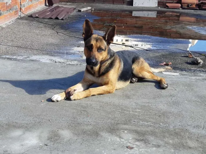 Cachorro ra a Pastor Alemão  idade 2 anos nome SADAM