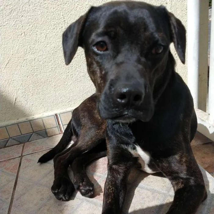 Cachorro raça Boxer Mix idade 1 ano nome Eros