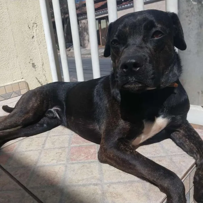 Cachorro raça Boxer Mix idade 1 ano nome Eros