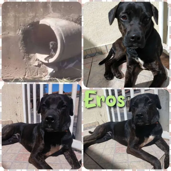 Cachorro raça Boxer Mix idade 1 ano nome Eros