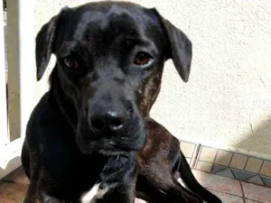 Cachorro raça Boxer Mix idade 1 ano nome Eros