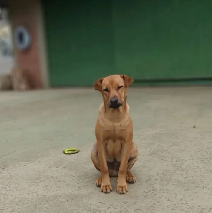 Cachorro ra a srd idade 1 ano nome Aramis
