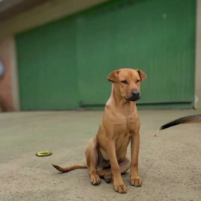 Cachorro ra a srd idade 1 ano nome Aramis