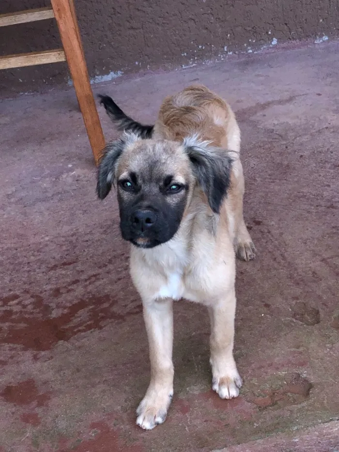 Cachorro ra a srd idade 2 a 6 meses nome billy