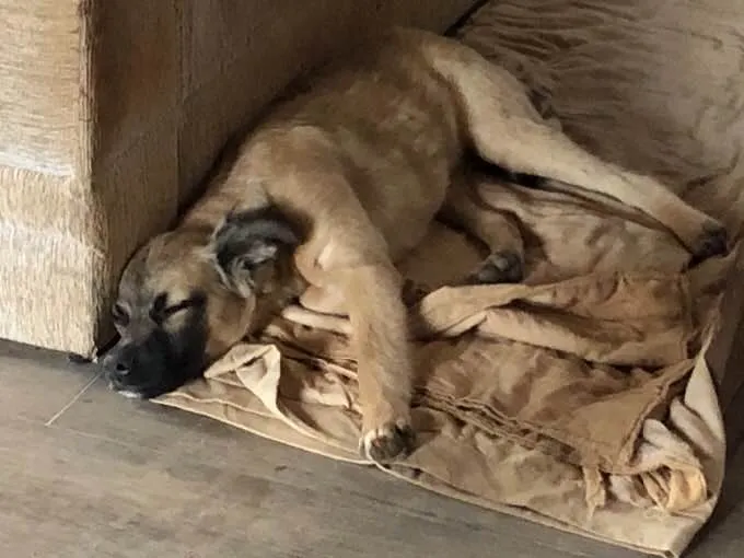 Cachorro ra a srd idade 2 a 6 meses nome billy