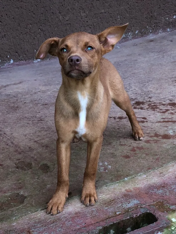 Cachorro ra a srd idade 2 a 6 meses nome Mana