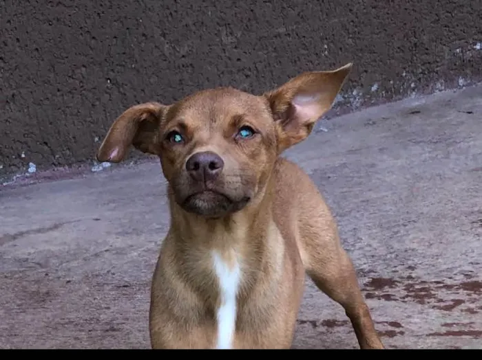 Cachorro ra a srd idade 2 a 6 meses nome Mana