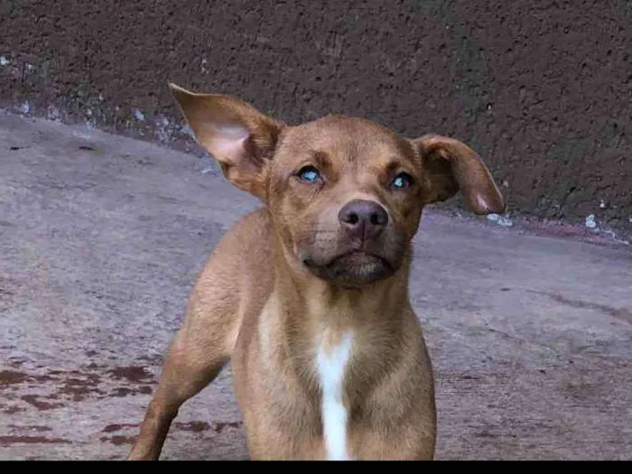 Cachorro ra a srd idade 2 a 6 meses nome Mana