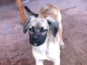 Cachorro raça srd idade 2 a 6 meses nome billy