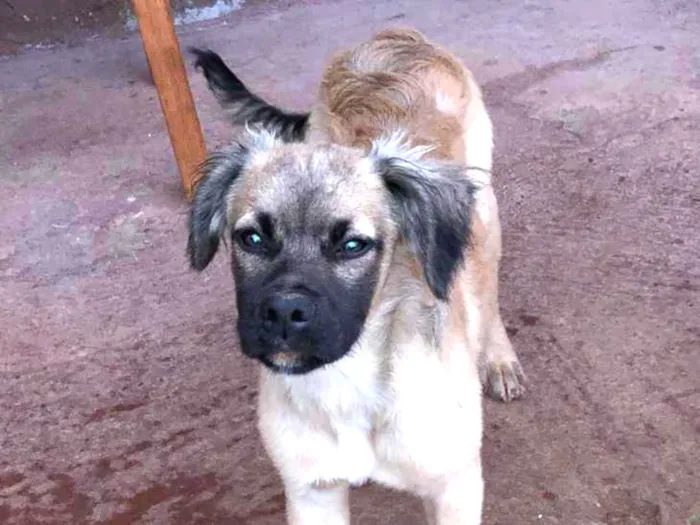 Cachorro ra a srd idade 2 a 6 meses nome billy