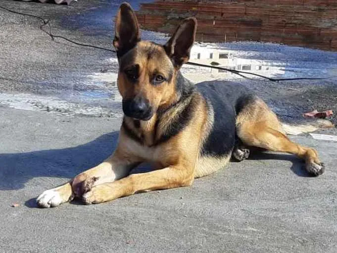 Cachorro ra a Pastor Alemão  idade 2 anos nome SADAM