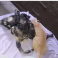 Gatinhos 6 meses