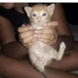 Gatinhos 6 meses