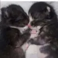 Gatinhos 6 meses