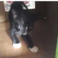 Gatinhos 6 meses