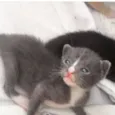 Gatinhos 6 meses