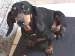 Cachorro raça Salsichinha idade 6 ou mais anos nome Fadinha