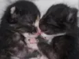 Gatinhos 6 meses