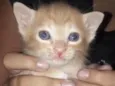 Gatinhos 6 meses
