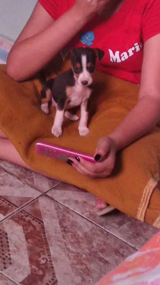 Cachorro ra a  idade 2 a 6 meses nome Bily