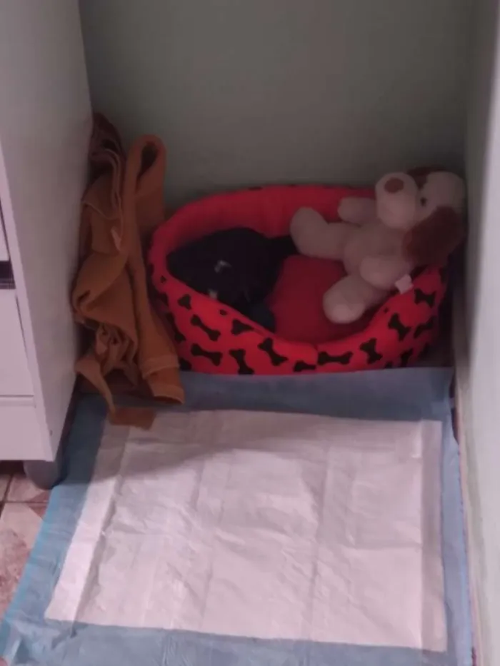 Cachorro ra a  idade 2 a 6 meses nome Bily