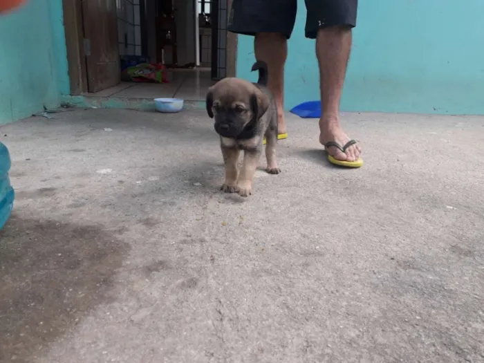 Gato ra a Vira lata idade 2 a 6 meses nome Carvão 