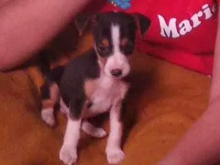 Cachorro ra a  idade 2 a 6 meses nome Bily