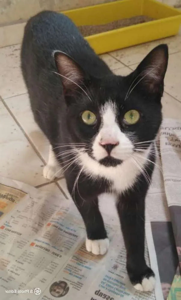 Gato ra a Felino idade 2 a 6 meses nome Frajola