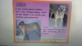 LINDOS CÃES
