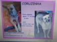 LINDOS CÃES