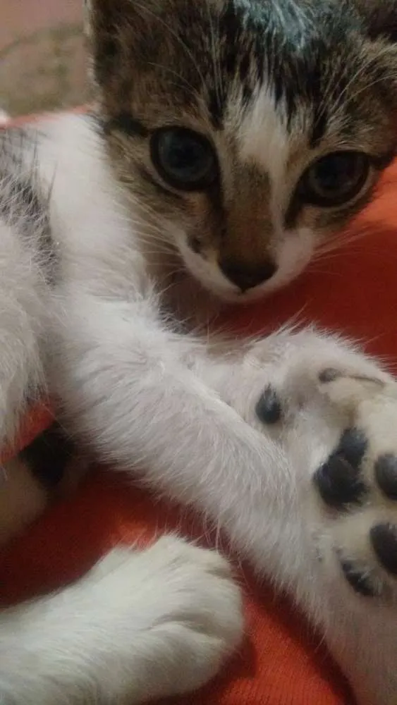 Gato raça Não sei informar idade 2 a 6 meses nome Valentina