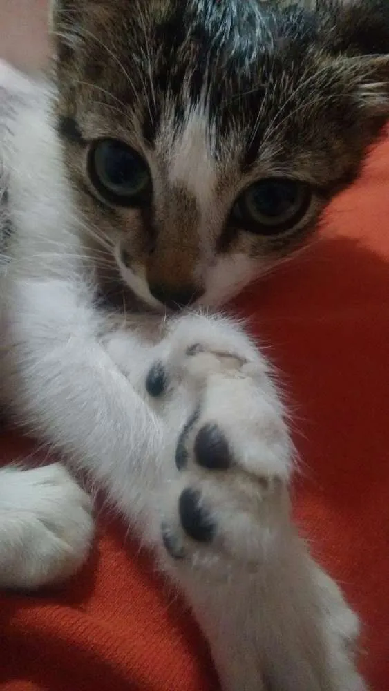 Gato raça Não sei informar idade 2 a 6 meses nome Valentina
