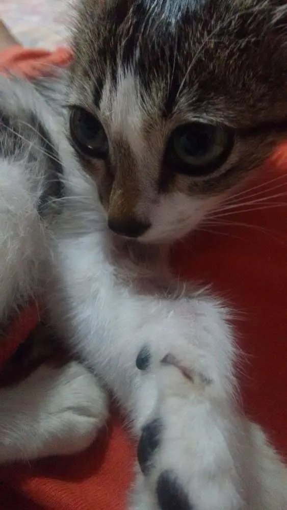 Gato raça Não sei informar idade 2 a 6 meses nome Valentina