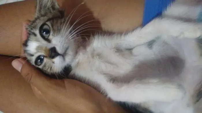 Gato raça Não sei informar idade 2 a 6 meses nome Valentina