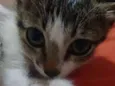 Valentina