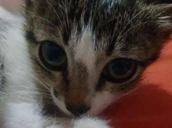 Gato raça Não sei informar idade 2 a 6 meses nome Valentina