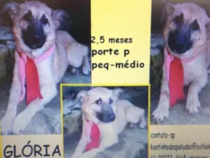 Cachorro raça Todas  idade 2 a 6 meses nome LINDOS CÃES