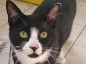 Gato raça Felino idade 2 a 6 meses nome Frajola