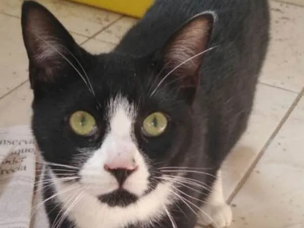 Gato ra a Felino idade 2 a 6 meses nome Frajola