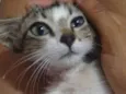 Valentina