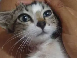 Gato raça Não sei informar idade 2 a 6 meses nome Valentina