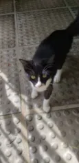  peralta 