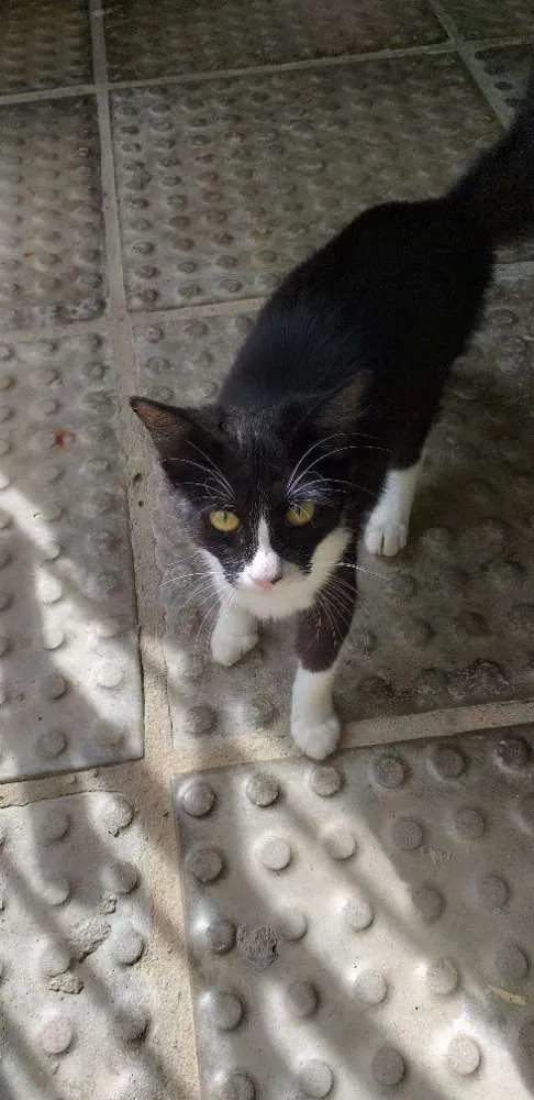 Gato ra a Indefinida idade 7 a 11 meses nome  peralta 