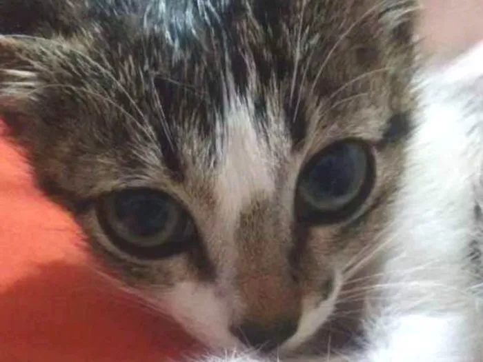 Gato raça Não sei informar idade 2 a 6 meses nome Valentina