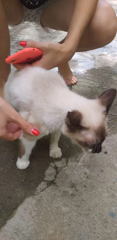 Gato ra a  idade 7 a 11 meses nome Pérola 